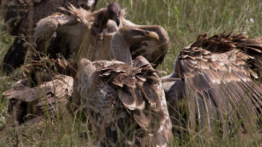 a group of birds that are standing in the grass