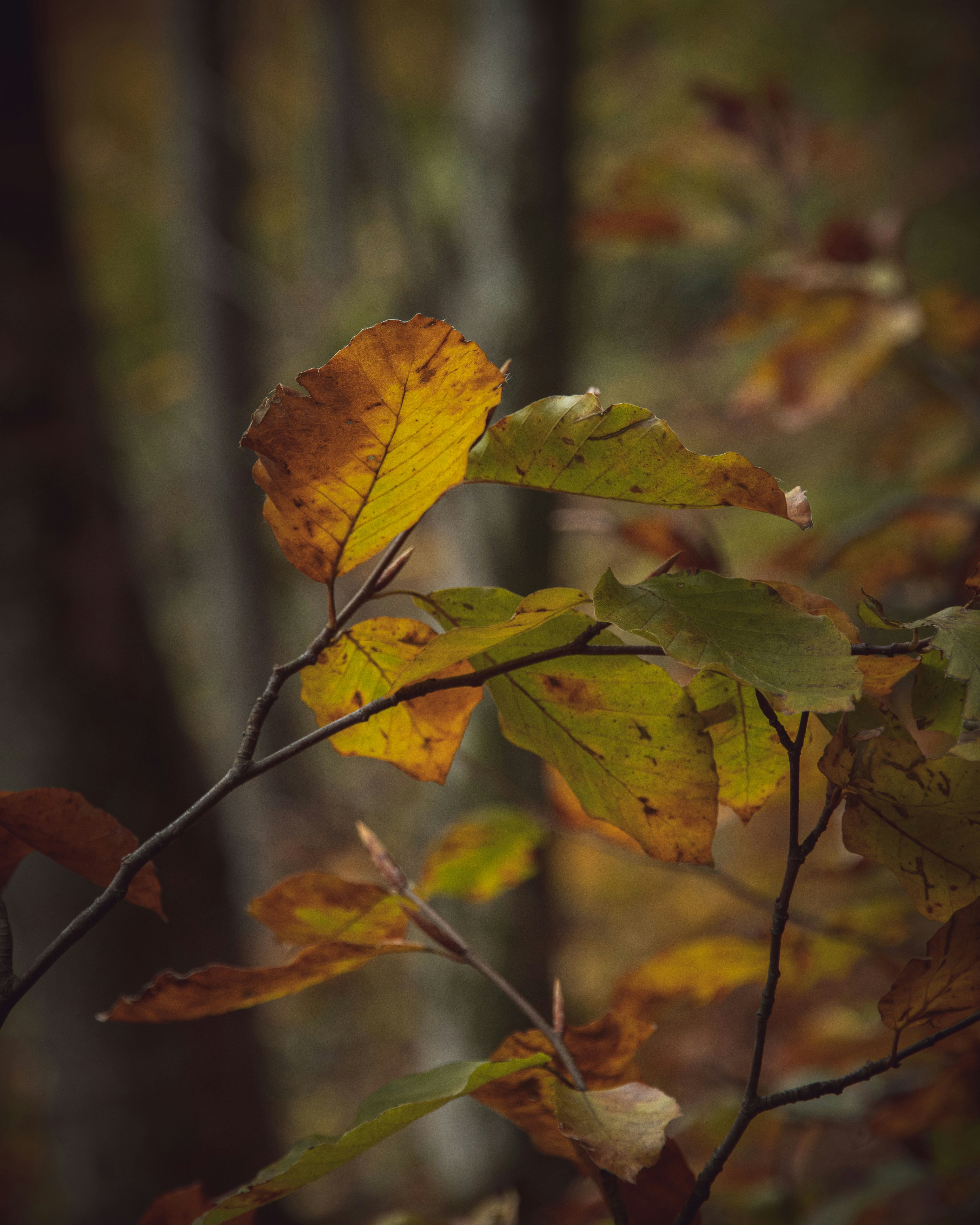 Photo by joachim_pressl