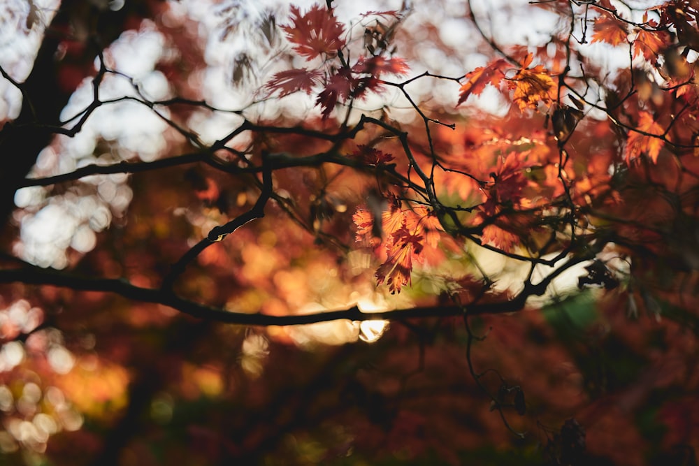 a close up of a tree with red leaves