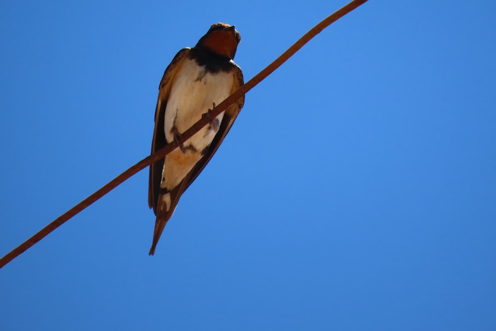 a bird sitting on a wire with a blue sky in the background