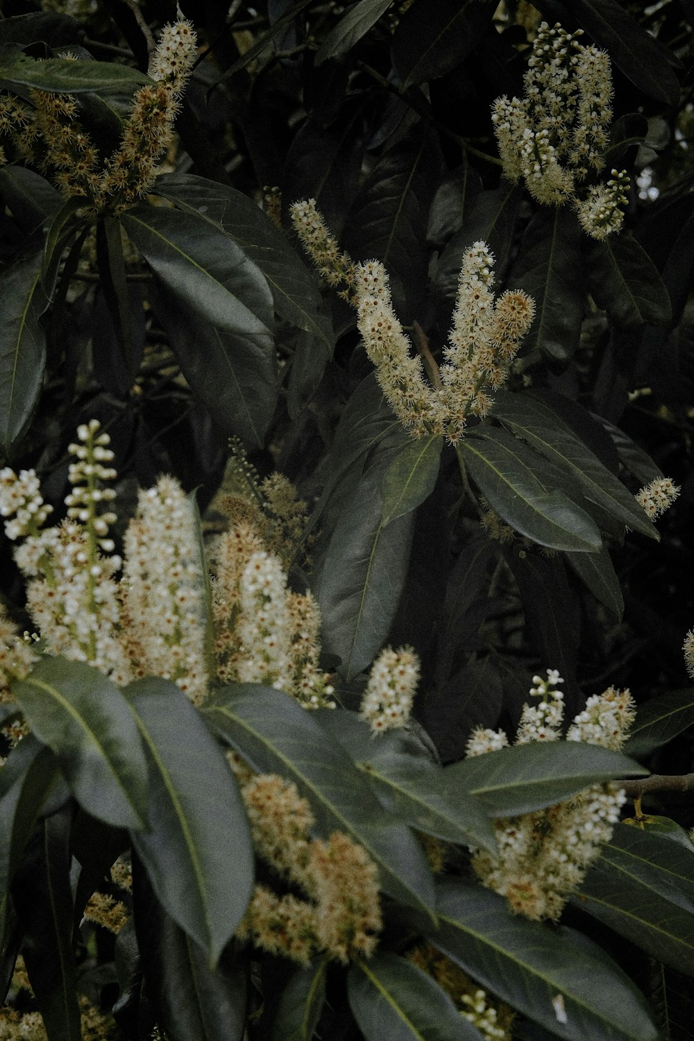 a close up of a bunch of flowers on a tree