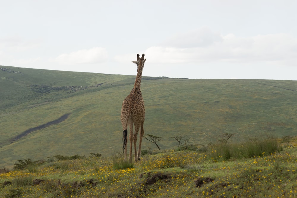 a giraffe standing on top of a lush green hillside