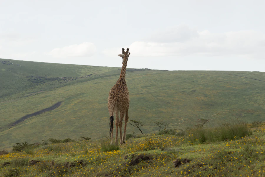 Fly back to Arusha, and out