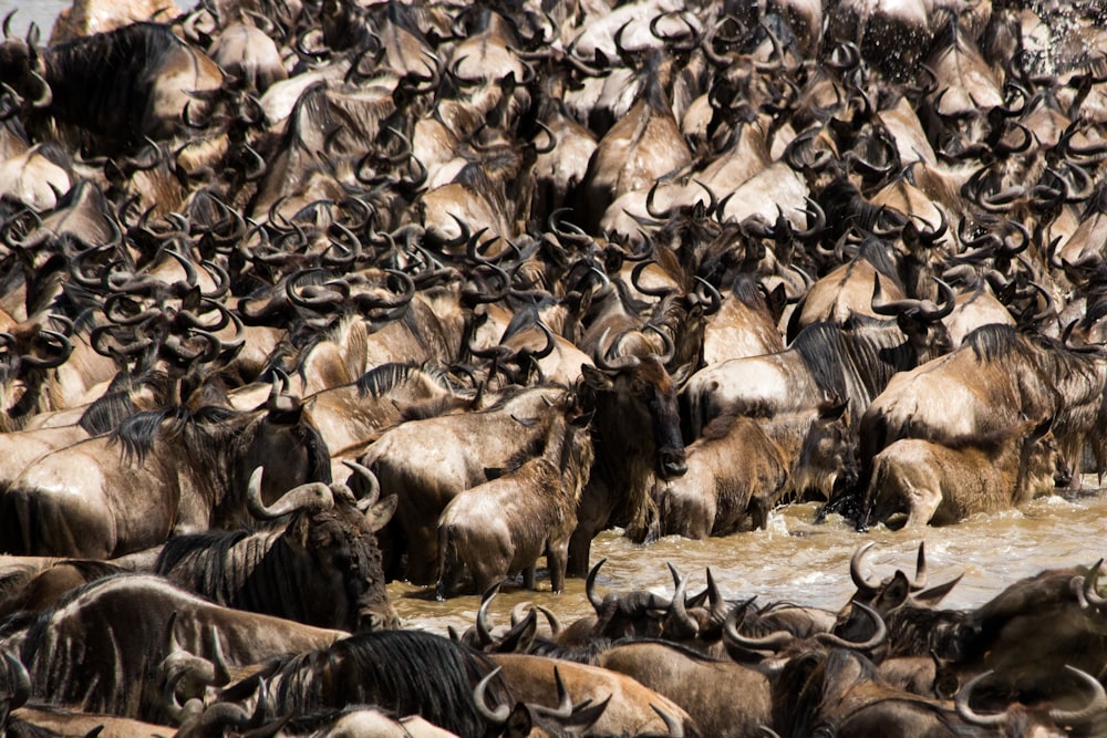 a large herd of wildebeest in the water