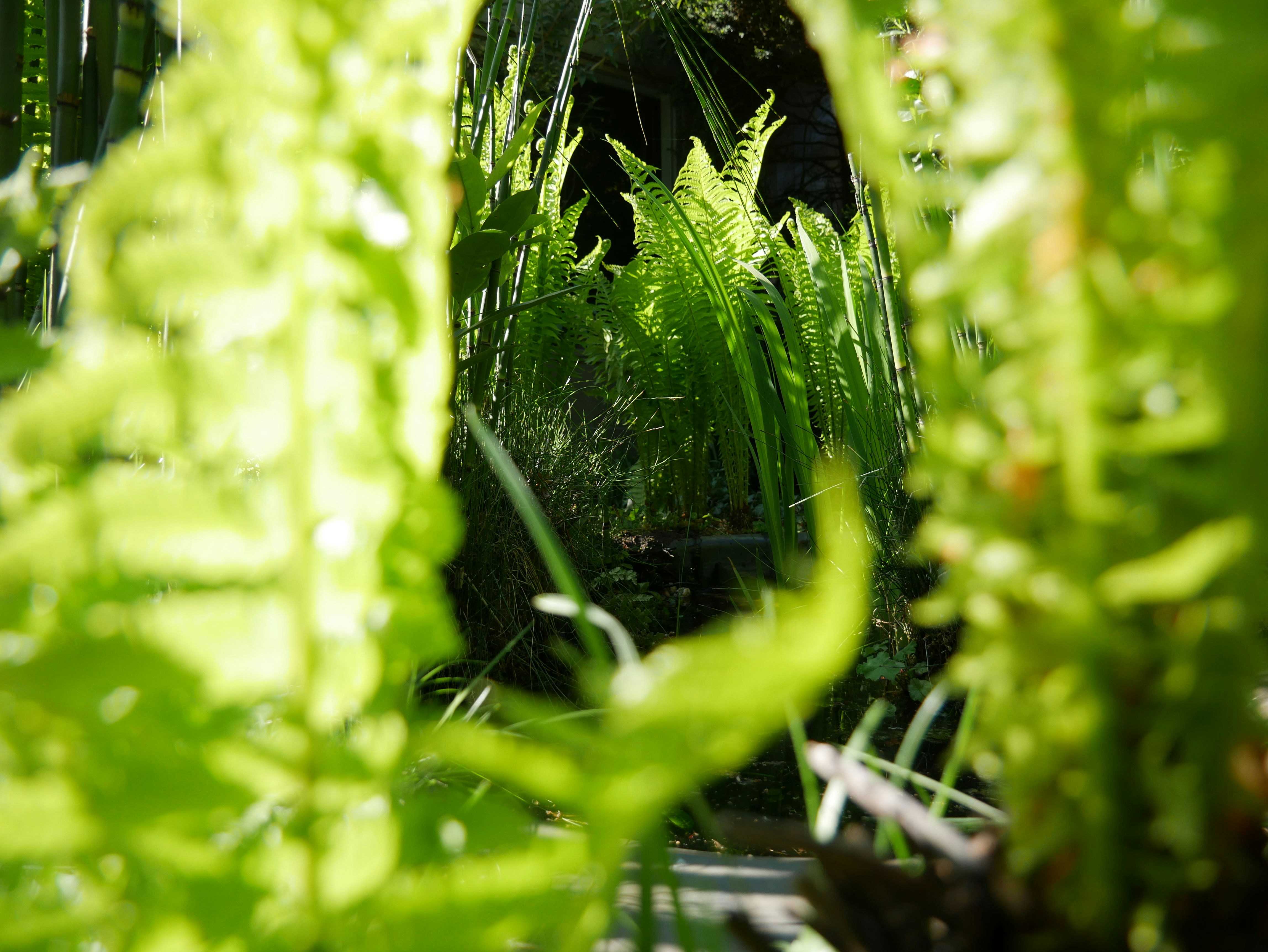 a view through the leaves of a plant