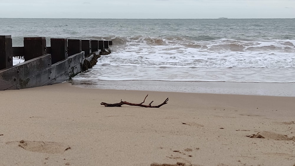 a piece of driftwood on a beach next to the ocean