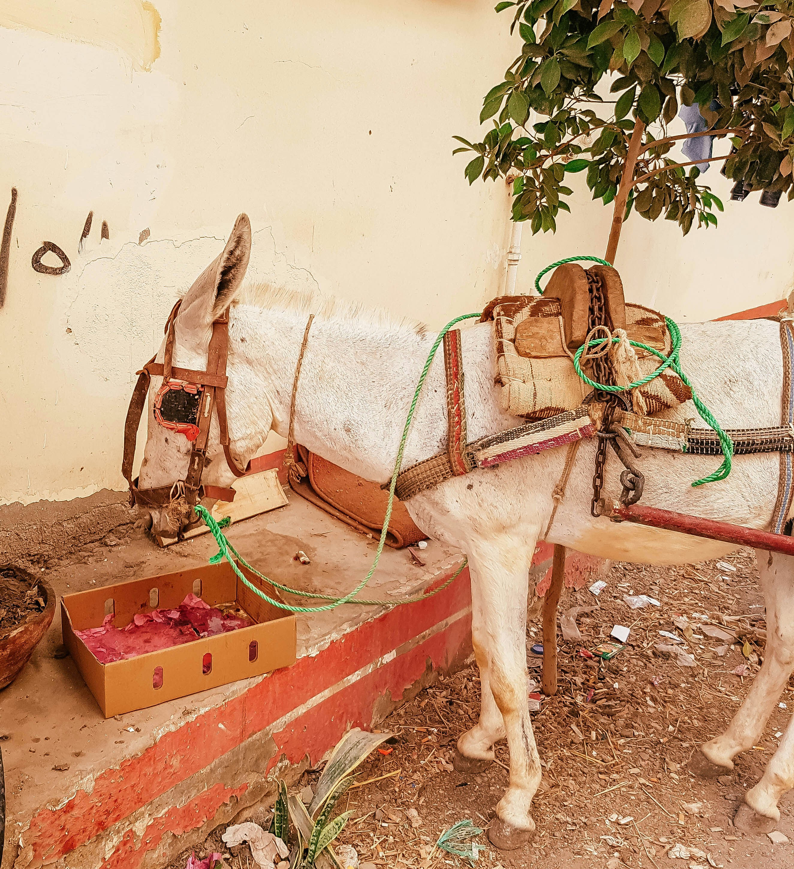 Un cavallo bianco in piedi accanto a un albero