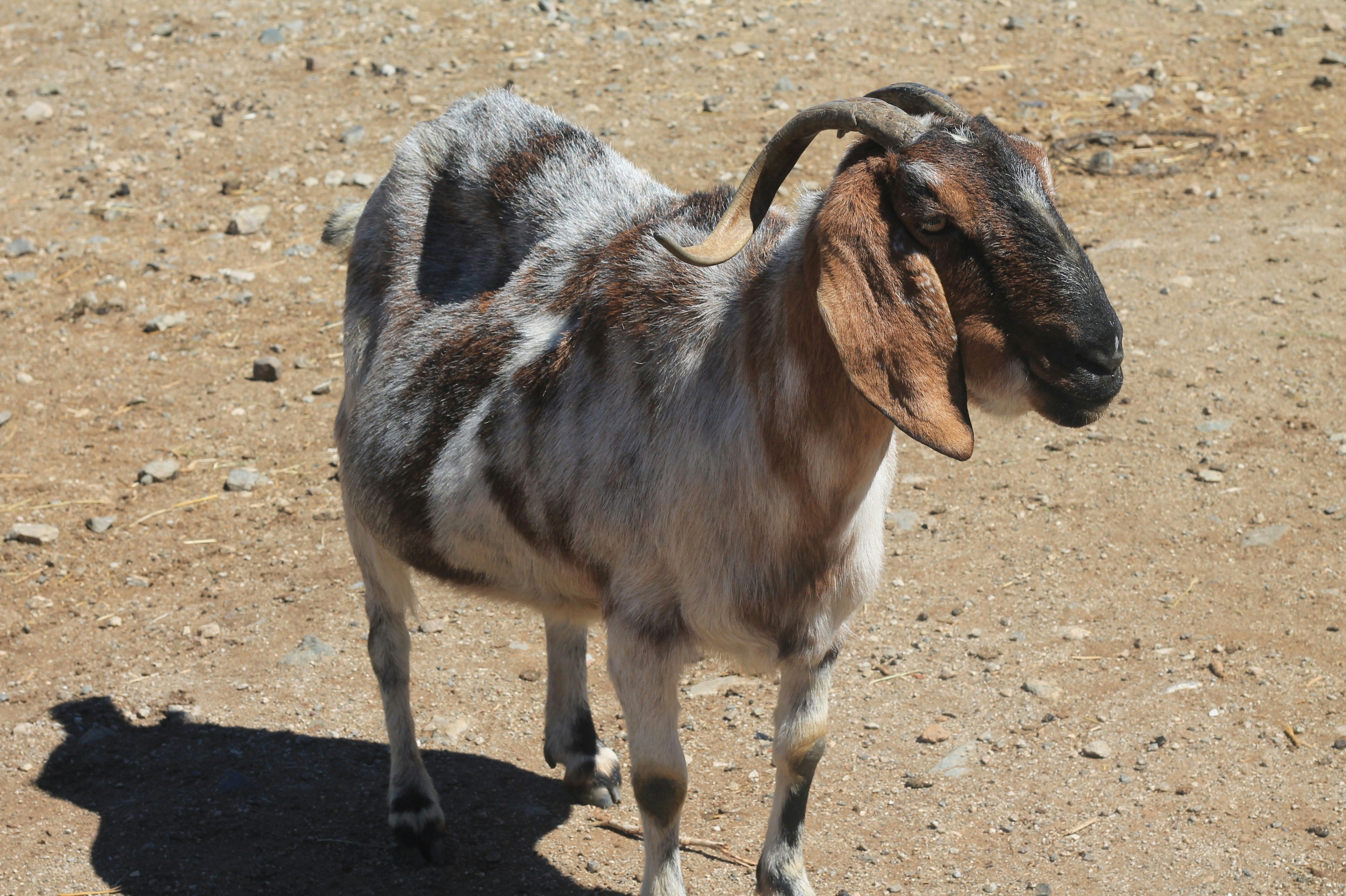 a brown and white goat standing on top of a dirt field