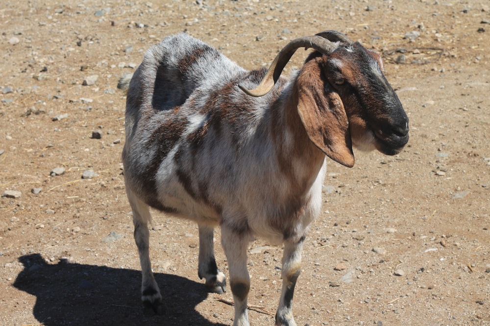 a brown and white goat standing on top of a dirt field