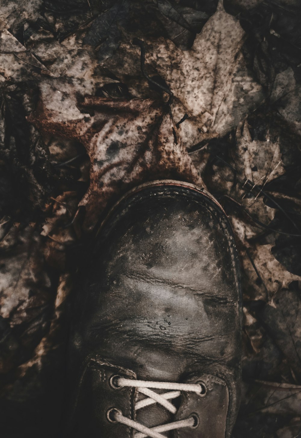 a pair of shoes sitting on top of a leaf covered ground