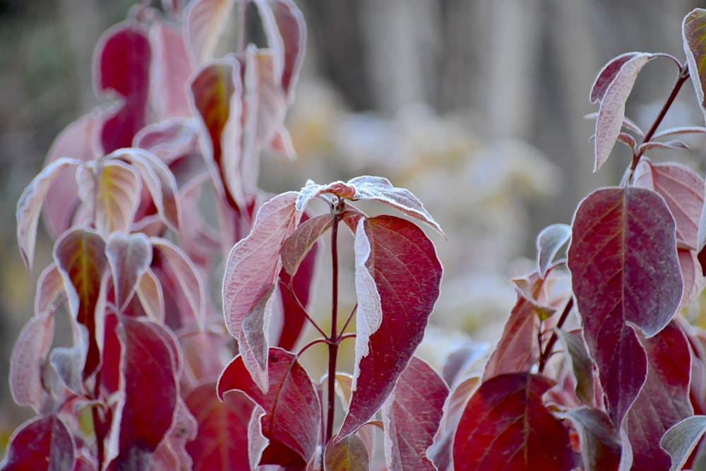 a close up of a plant with red leaves