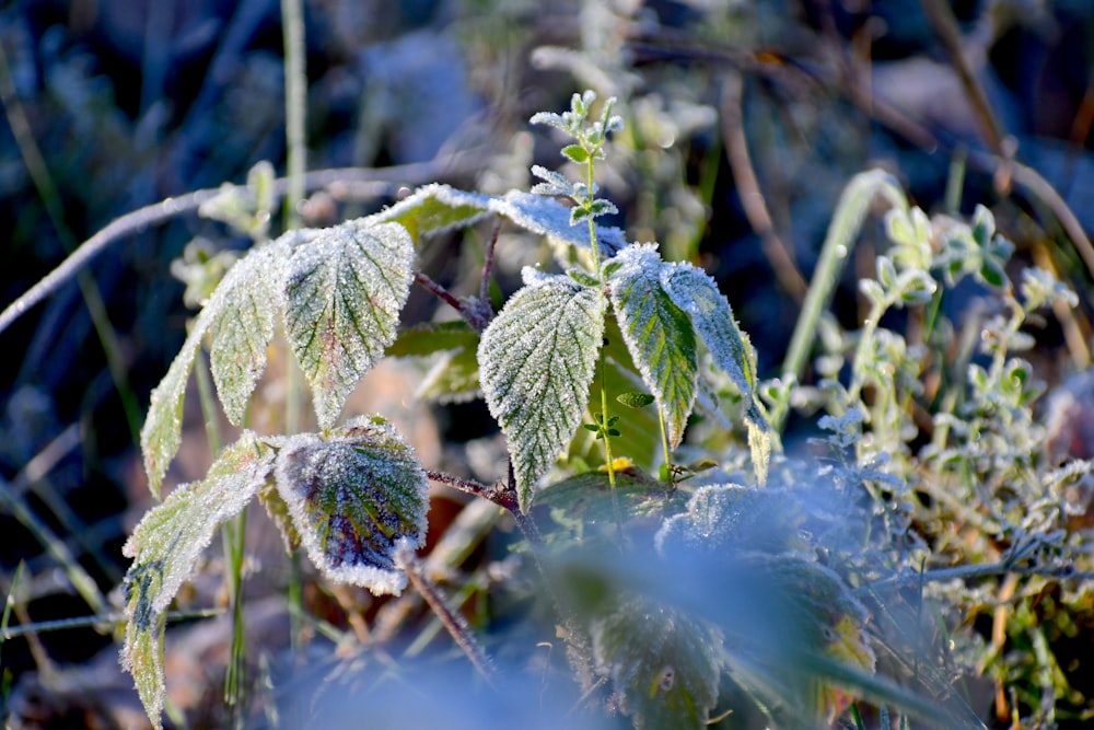 a close up of a plant with frost on it