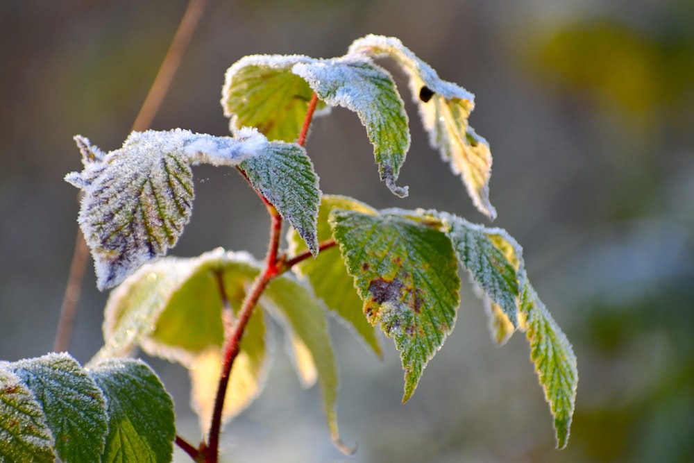 a close up of a leaf with snow on it