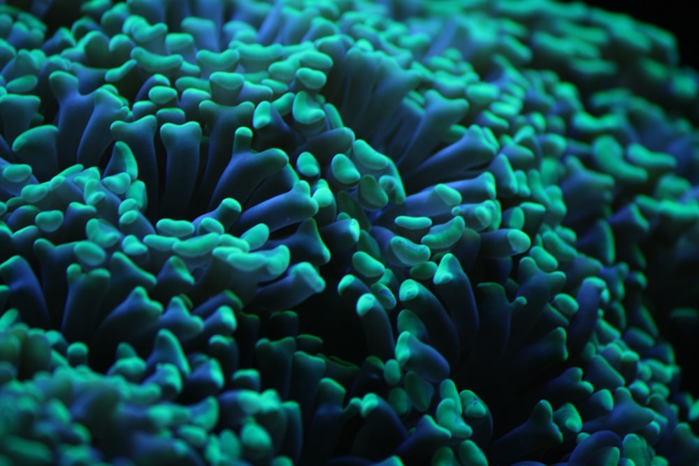 a close up of a blue and green coral