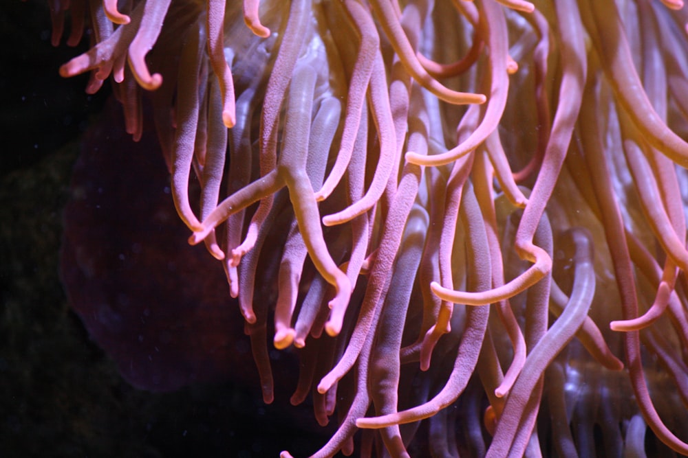 a close up of an anemone in the water