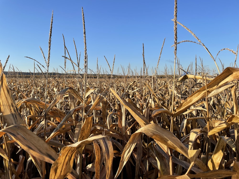 a field of corn with a blue sky in the background