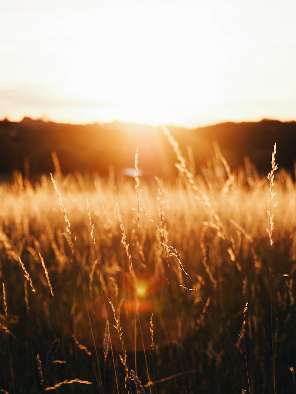 a field of tall grass with the sun in the background