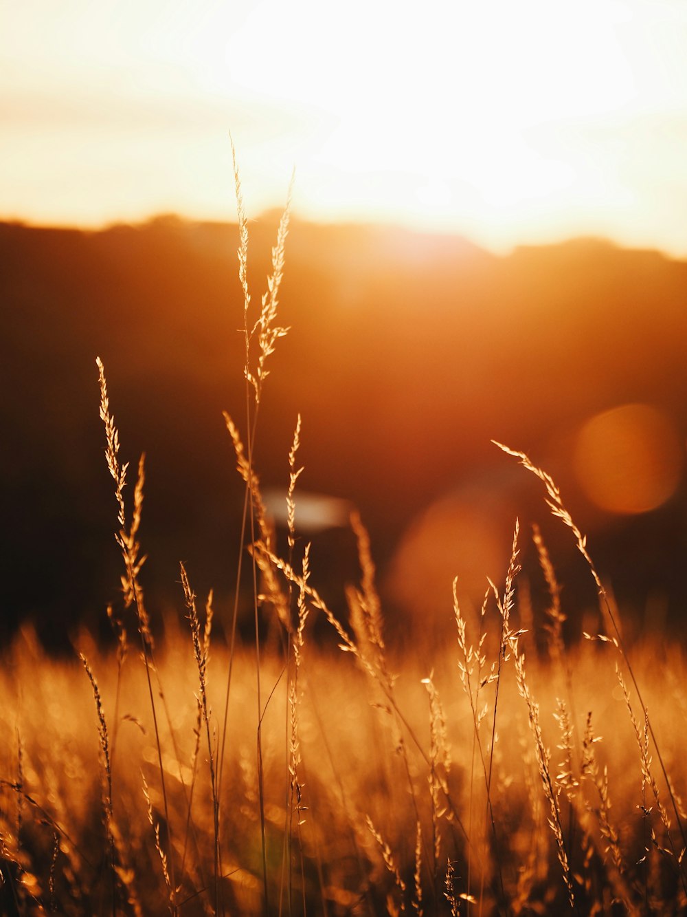 a field of tall grass with the sun setting in the background