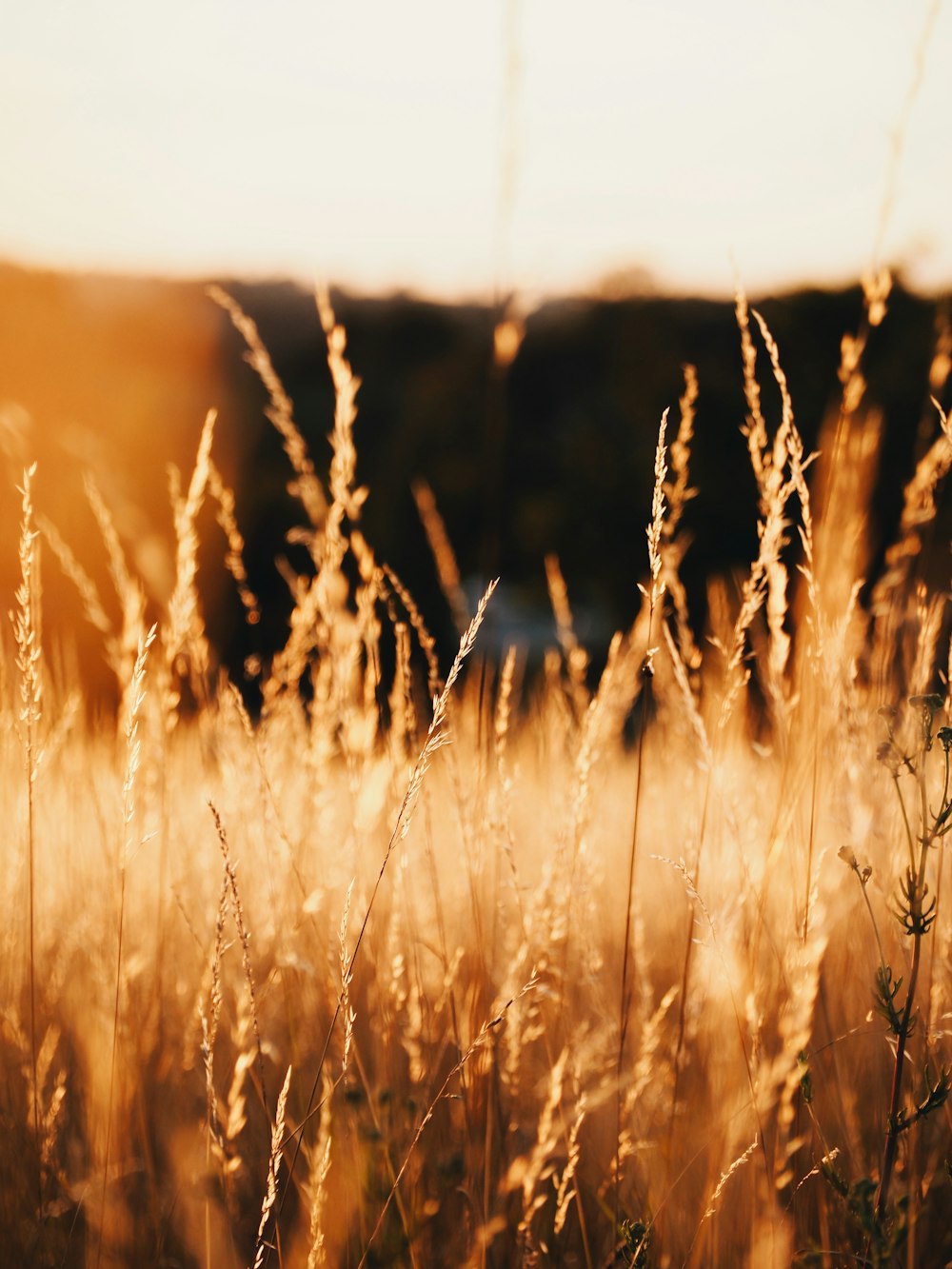 a field of tall brown grass with trees in the background