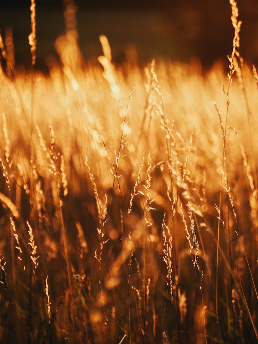 a field of tall grass with the sun shining on it