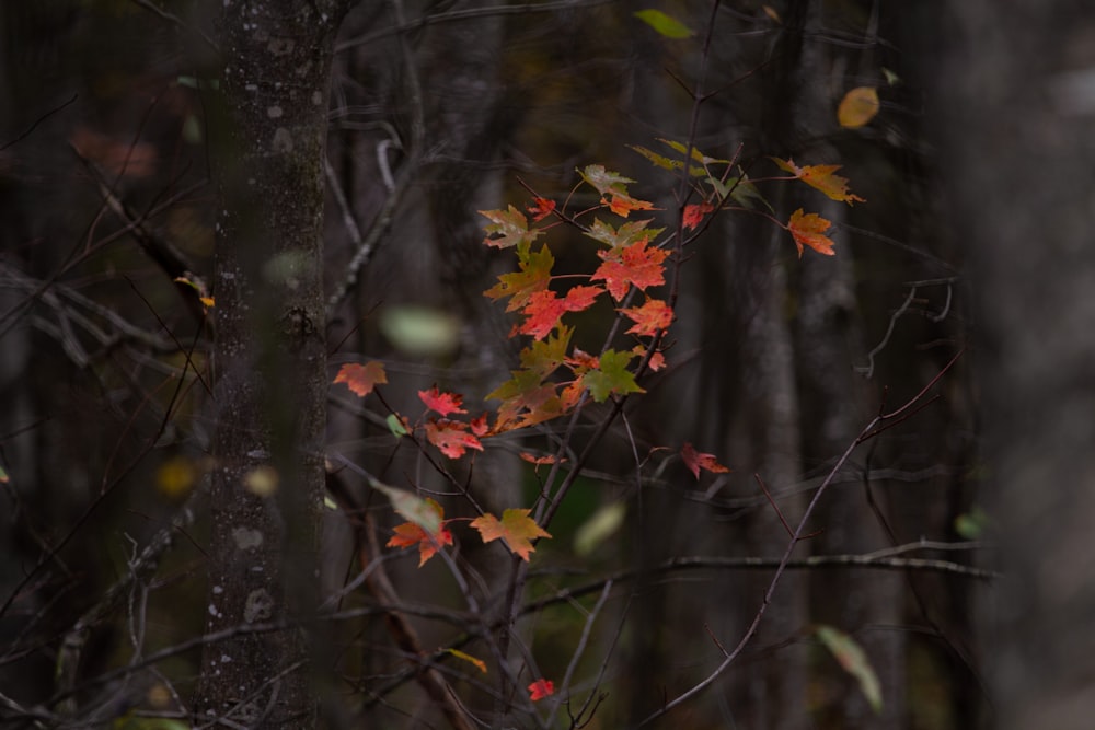 a tree with red and yellow leaves in a forest