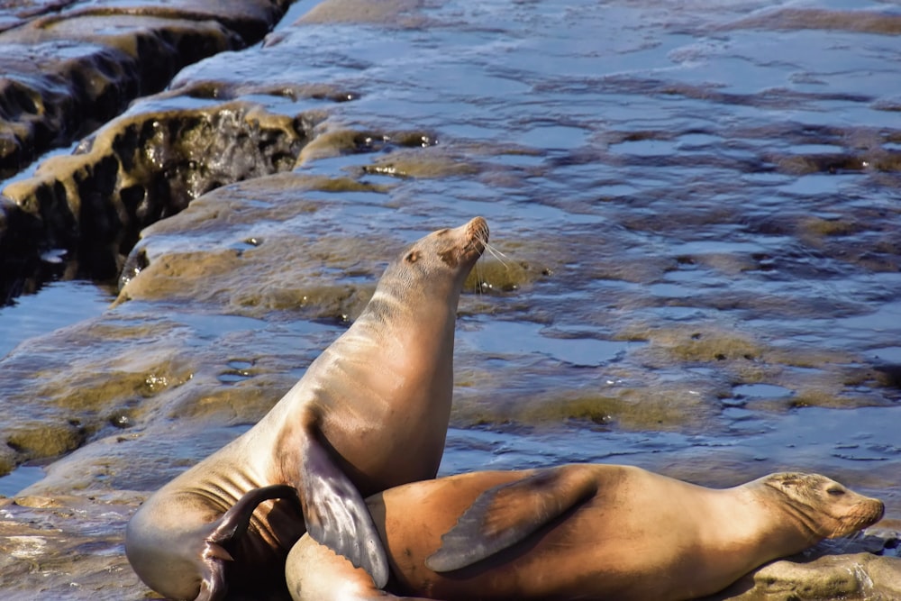 a couple of sea lions laying on top of each other