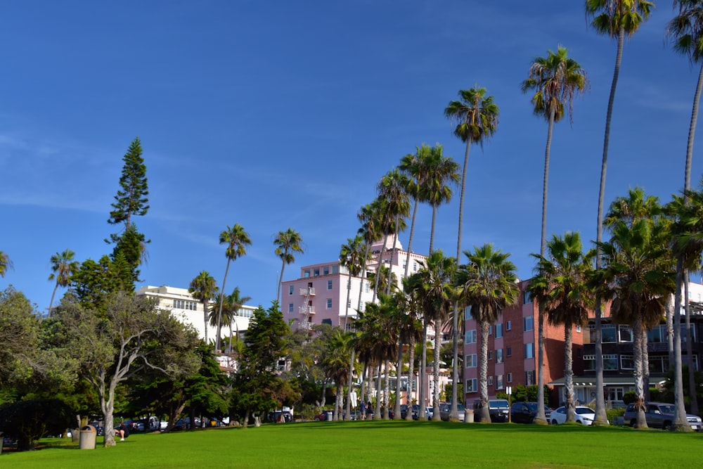 a grassy area with palm trees and buildings in the background