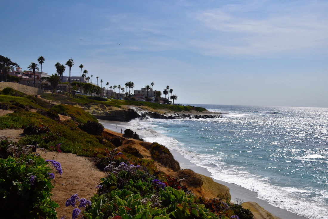 La Jolla coastline with palms and the cove