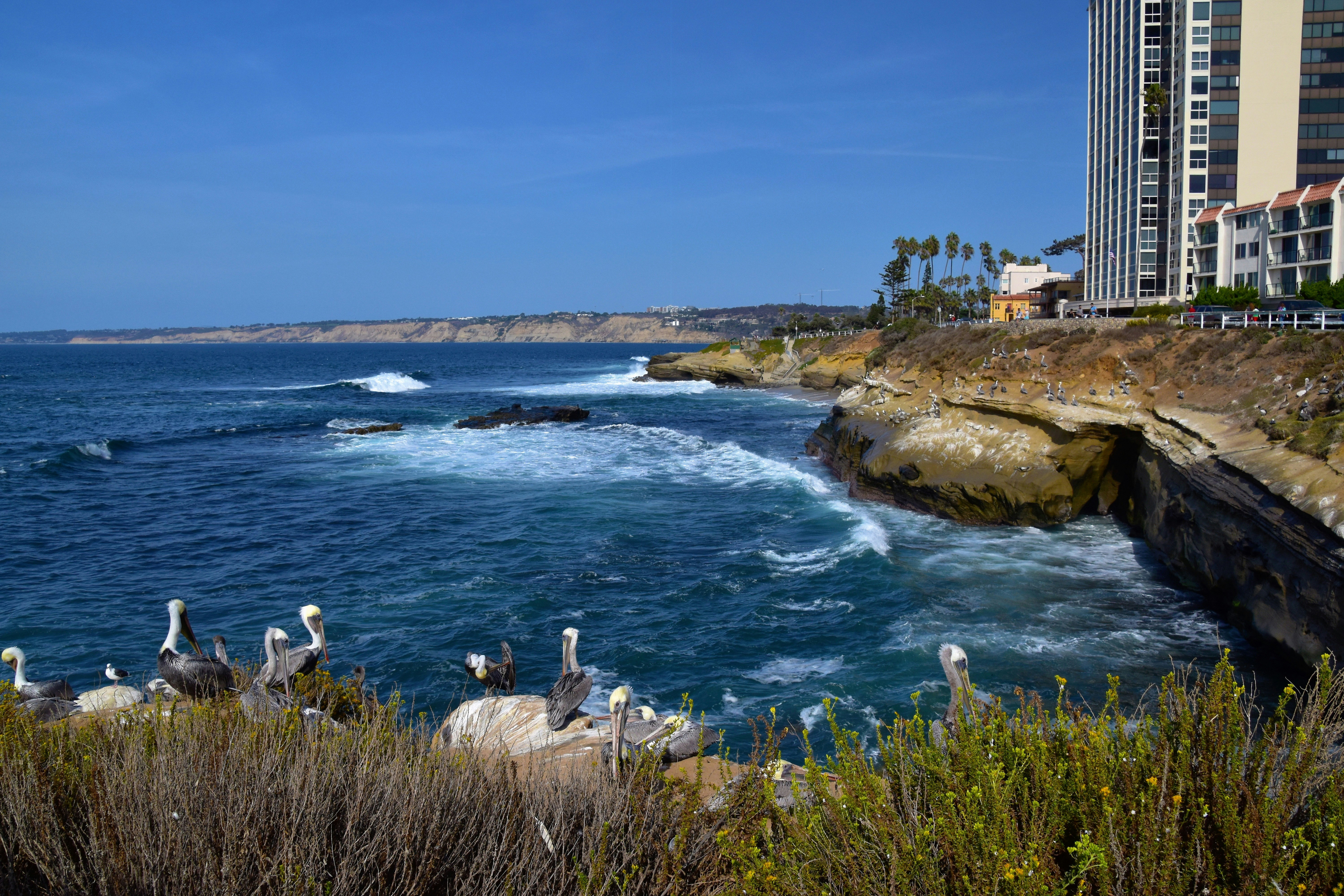 a flock of birds sitting on top of a cliff next to the ocean