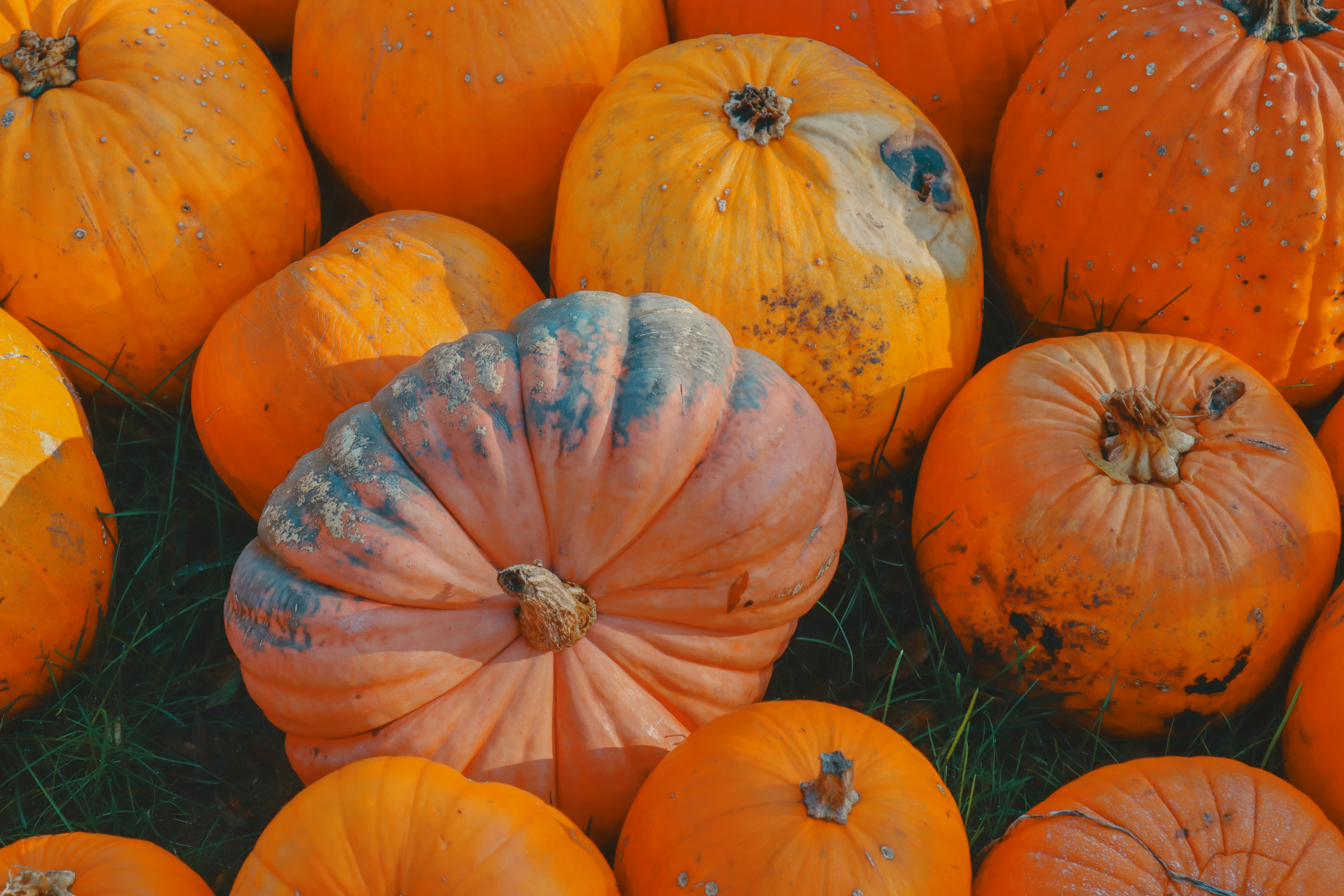 Photo by taylaktictac