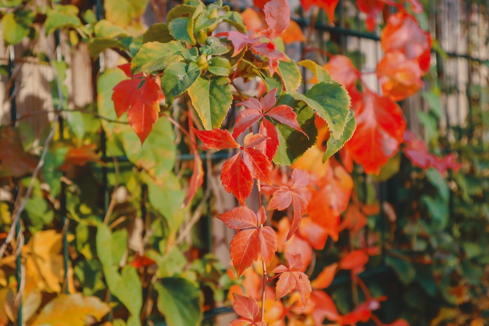 a vine with red and green leaves in front of a fence