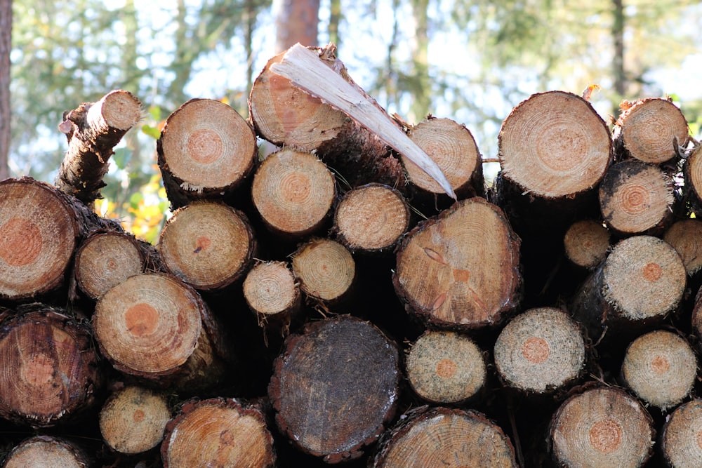 a pile of cut logs in a forest