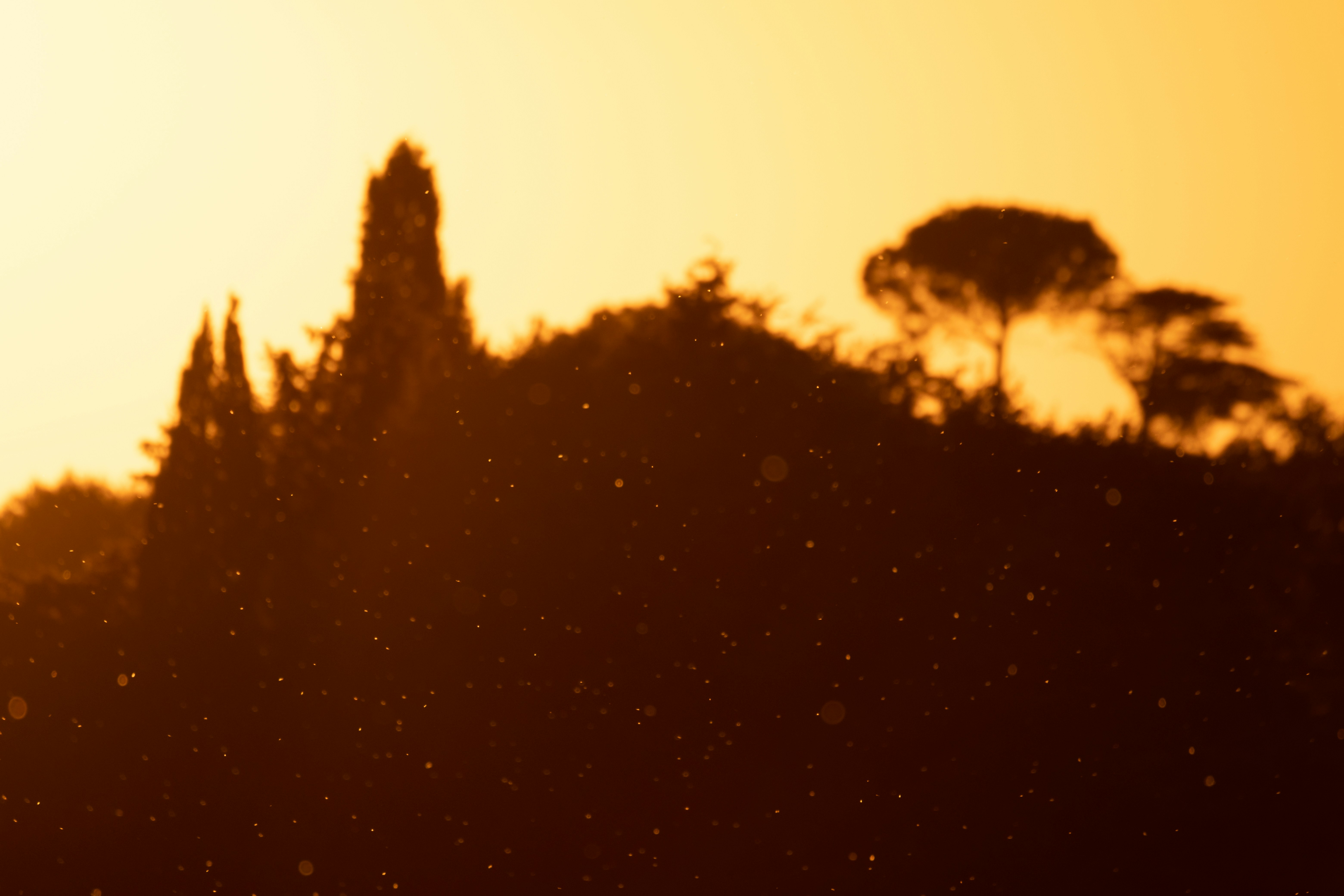 Photo by francesco_ungaro