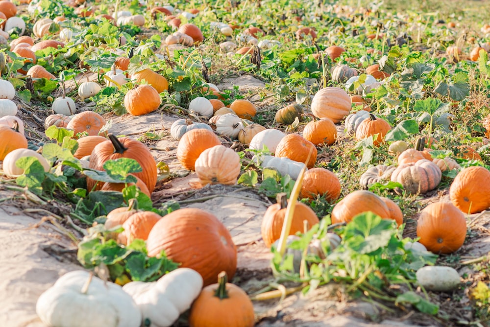 a field filled with lots of pumpkins on top of grass