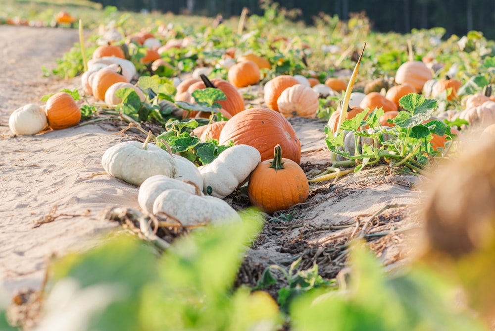 a field full of pumpkins sitting on the ground