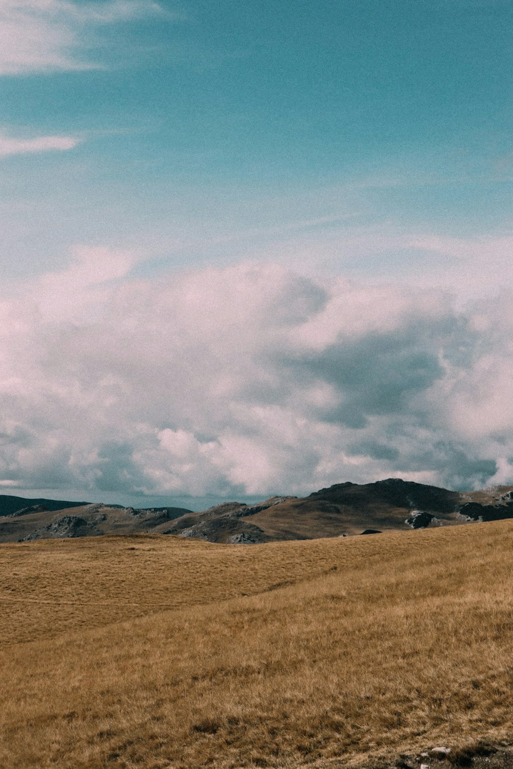 a lone horse standing in the middle of a field