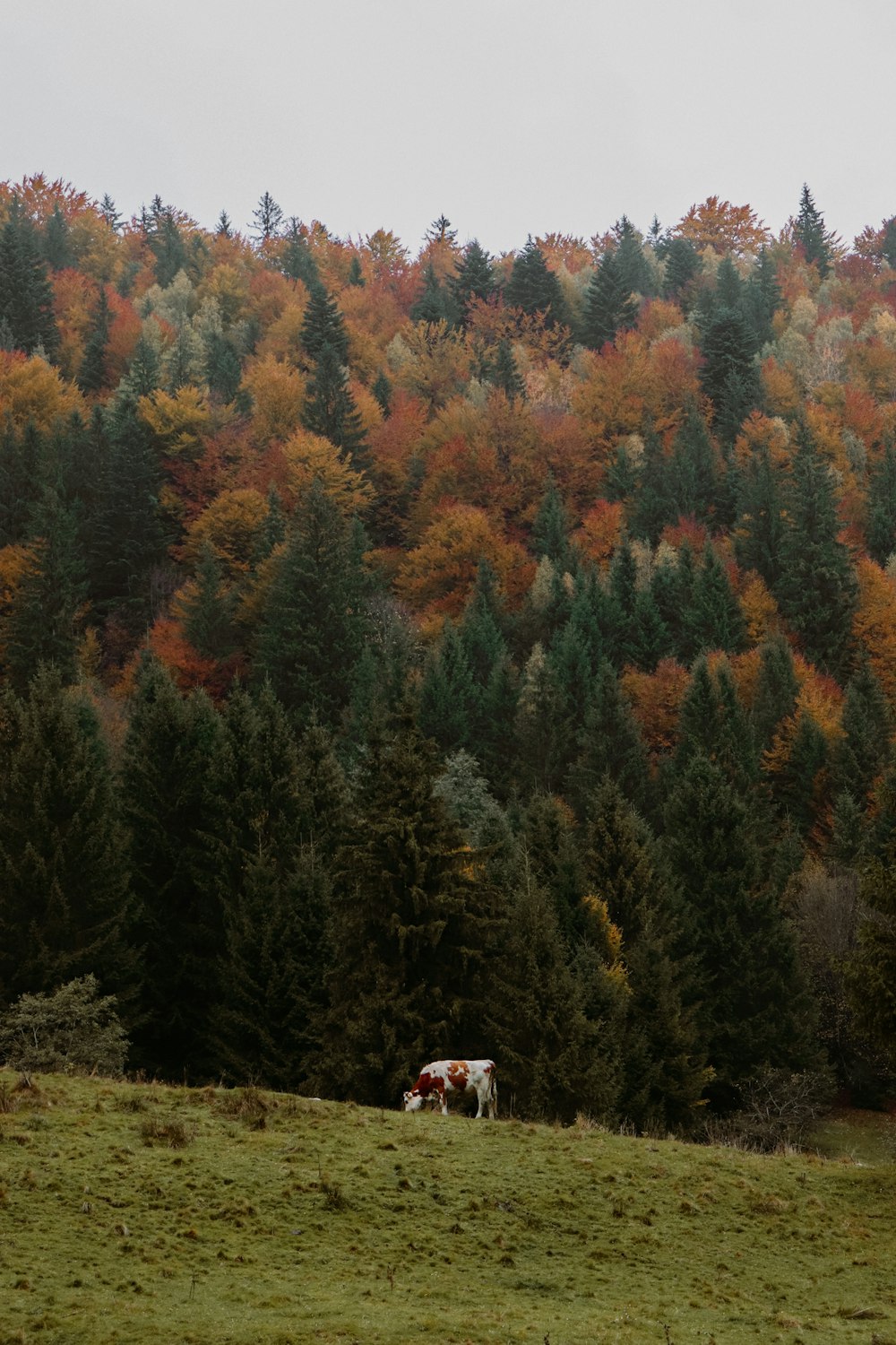 two cows grazing in a field with trees in the background