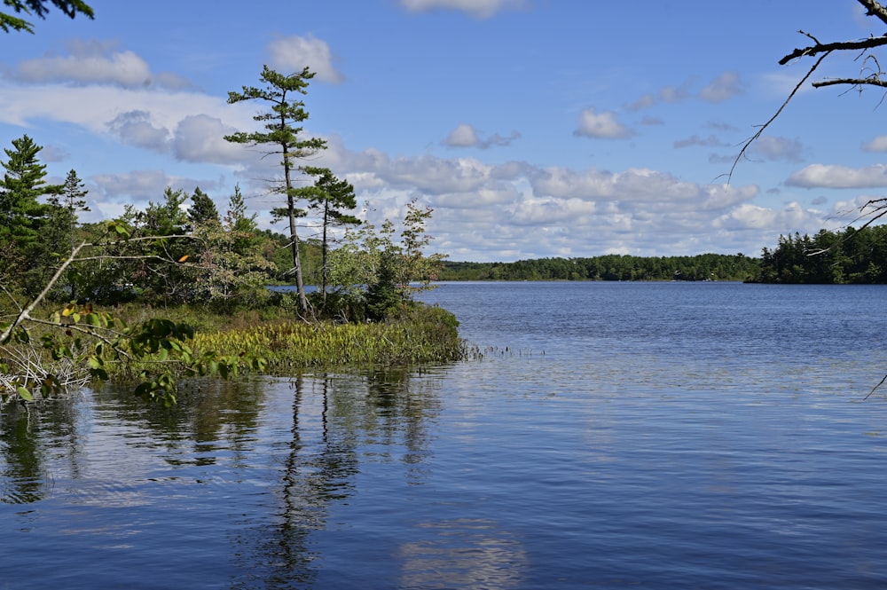 a large body of water surrounded by trees