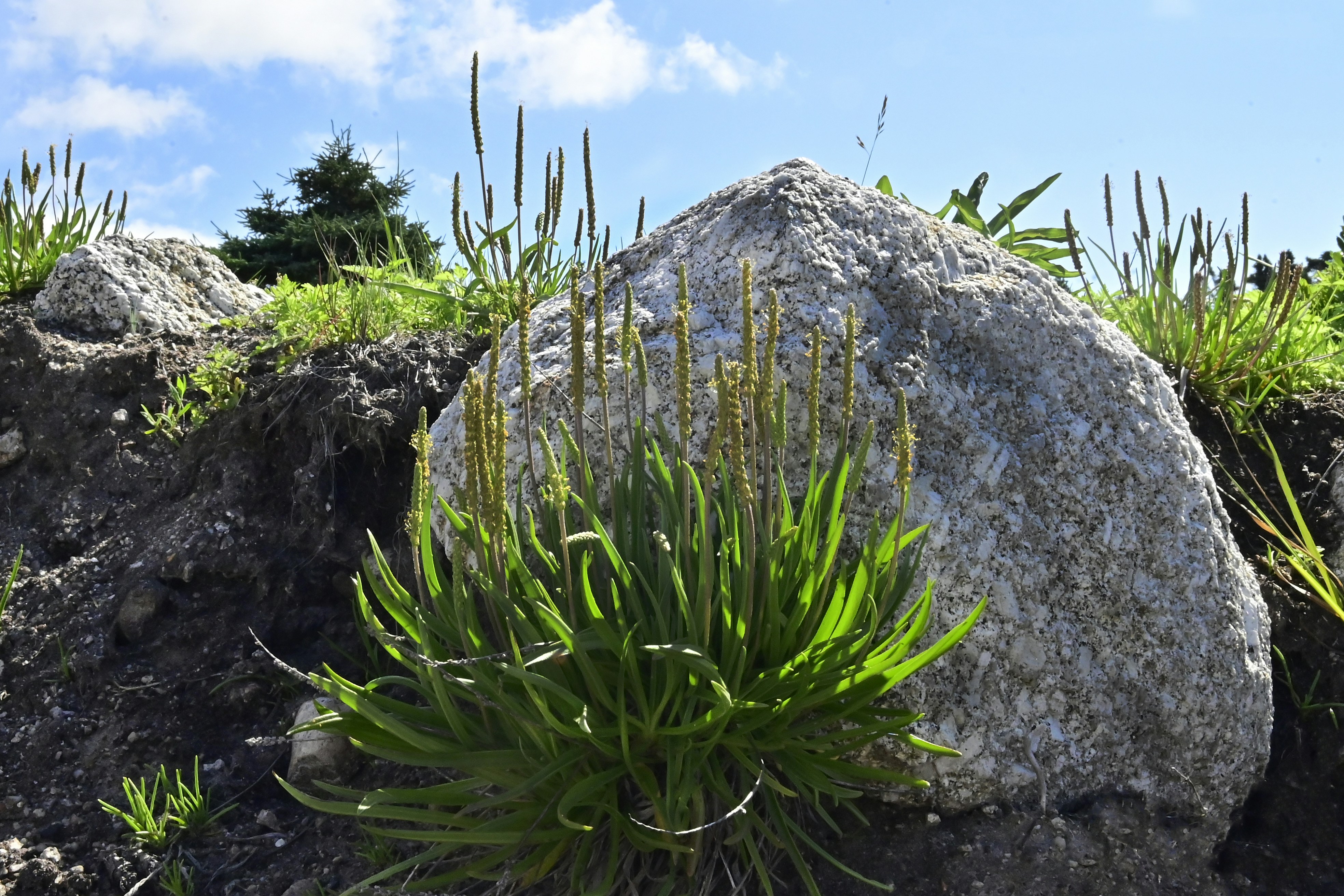 a large rock sitting on top of a lush green hillside, Sea Plantain growing on seaside rocks.Plantago growing under the stone