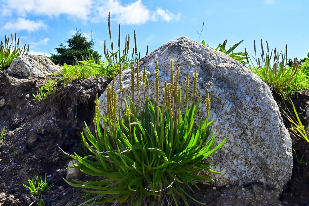 Studies On Biosurfactant Produced Using Exiguobacterium Profundum Image