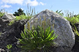a large rock sitting on top of a lush green hillside
