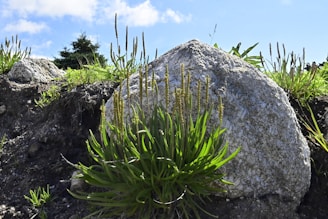 a large rock sitting on top of a lush green hillside