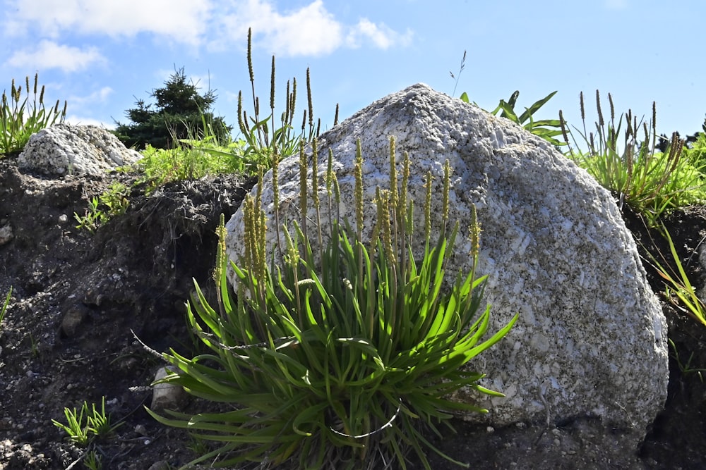 a large rock sitting on top of a lush green hillside