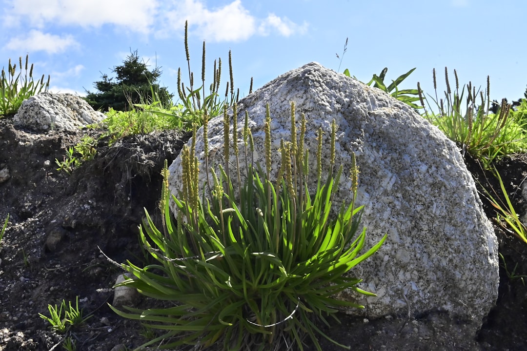 a large rock sitting on top of a lush green hillside, Sea Plantain growing on seaside rocks.Plantago growing under the s