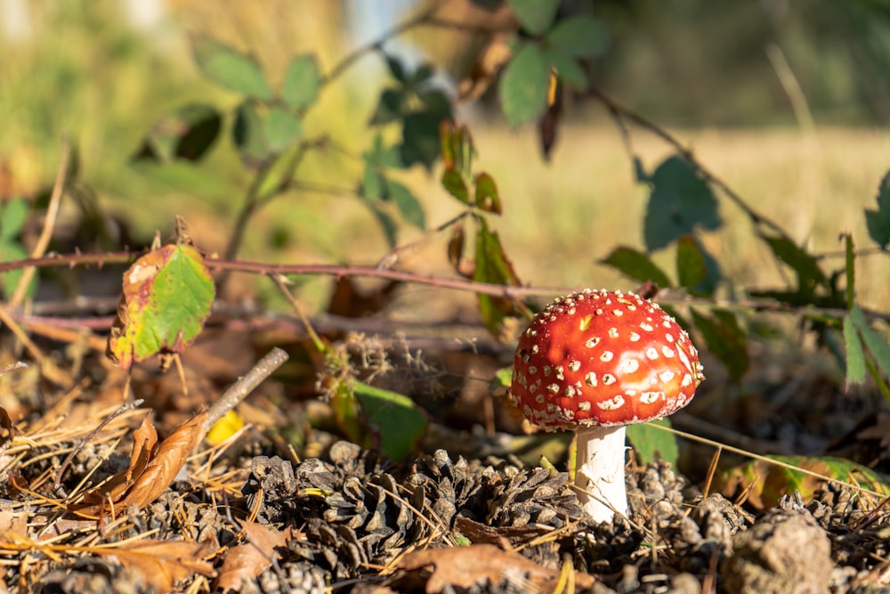 a small red mushroom sitting on the ground