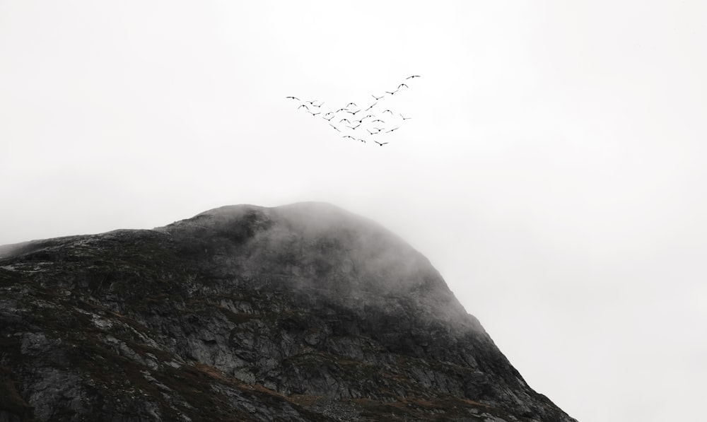 a flock of birds flying over the top of a mountain