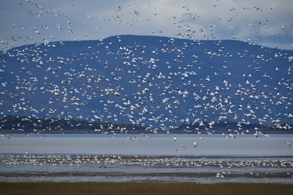 uno stormo di uccelli che volano su uno specchio d'acqua