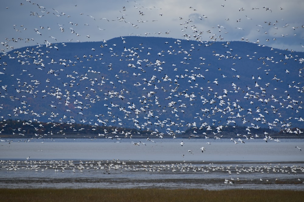 a flock of birds flying over a body of water