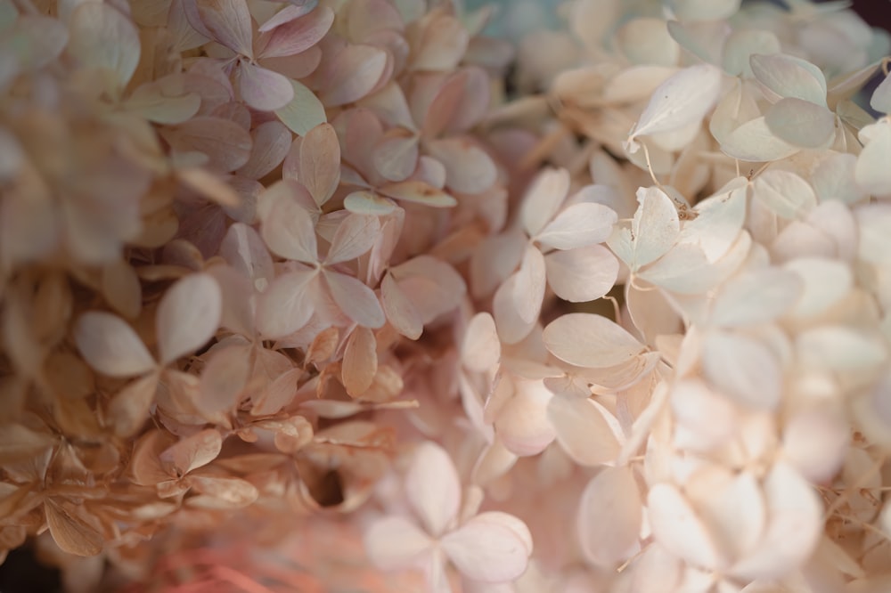 a close up of a bunch of flowers