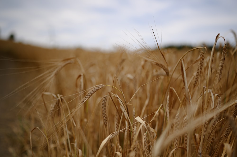 a close up of a field of wheat